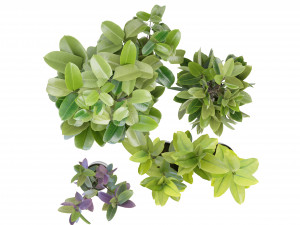 Collection Plant Vol 272 - Blender Model Modello 3D