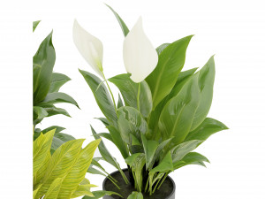 Collection Plant Vol 274 - Blender Model 3Dモデル