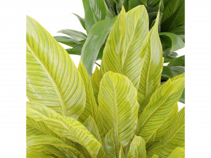 Collection Plant Vol 274 - Blender Model 3Dモデル