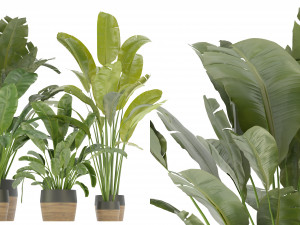 Collection Plant Vol 275 - Blender Model Modèle 3D