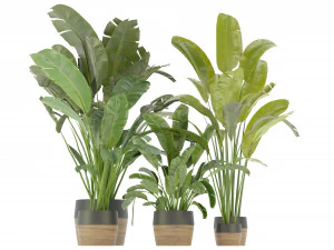 Collection Plant Vol 275 - Blender Model 3D Model