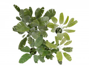Collection Plant Vol 275 - Blender Model 3D Model