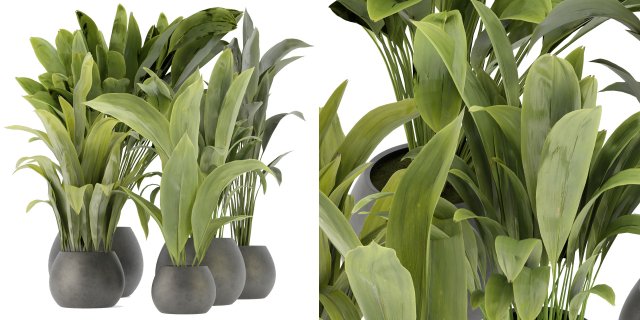 Collection Plant Vol 276 - Blender Model Modelo 3D .c4d .max .obj .3ds .fbx .stl .blend 