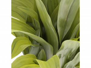 Collection Plant Vol 276 - Blender Model Modelo 3D