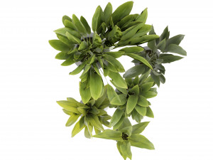 Collection Plant Vol 276 - Blender Model Modelo 3D