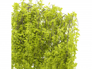 Collection Plant Vol 281 - Blender Model Modelo 3D
