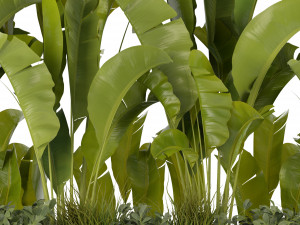 Collection Plant Vol 289 - Blender Model 3D 模型