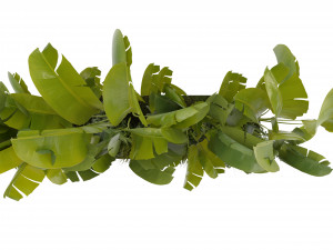 Collection Plant Vol 289 - Blender Model 3D 模型