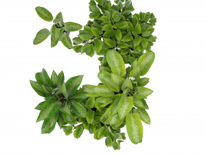 Collection Plant Vol 290 - Blender Model Modello 3D