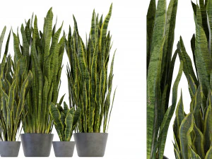 Collection Plant Vol 292 - Blender Model 3D Model