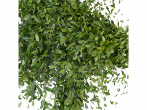 Collection Plant Vol 293 - Blender Model 3D Model