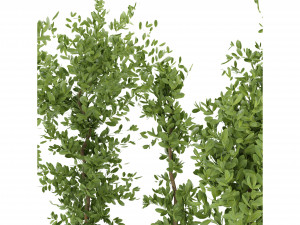 Collection Plant Vol 299 - Blender Model Modèle 3D
