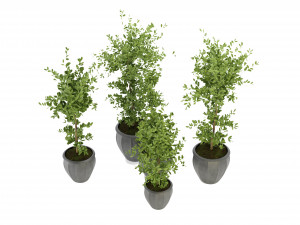 Collection Plant Vol 299 - Blender Model Modèle 3D