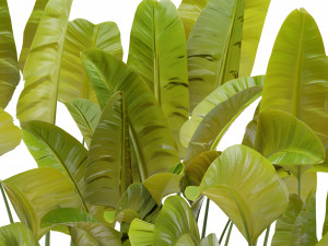 Collection Plant Vol 301 - Blender Model Modelo 3D