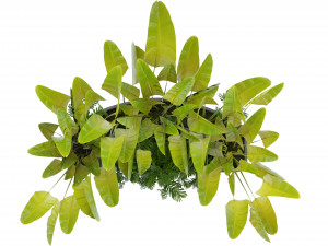 Collection Plant Vol 301 - Blender Model Modelo 3D