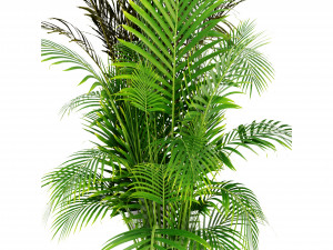 Collection Plant Vol 307 - Blender Model Model 3D
