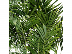 Collection Plant Vol 307 - Blender Model Model 3D