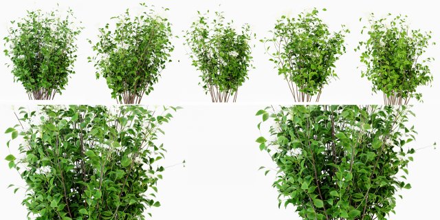 Collection Plant Vol 308 - Blender Model Modelo 3D .c4d .max .obj .3ds .fbx .stl .blend 