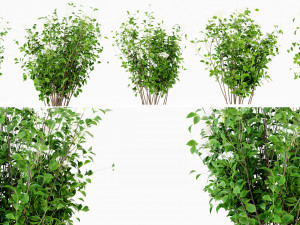 Collection Plant Vol 308 - Blender Model 3Dモデル