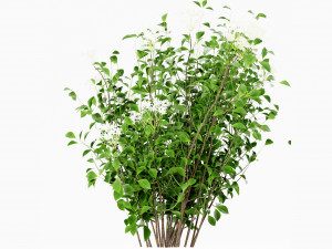 Collection Plant Vol 308 - Blender Model Modelo 3D