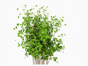 Collection Plant Vol 308 - Blender Model Modelo 3D