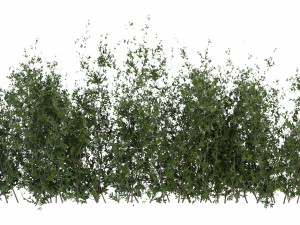 Collection Plant Vol 309 - Blender Model Modello 3D