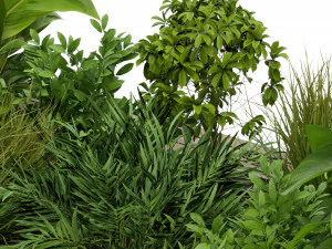 Collection Plant Vol 313 - Blender Model 3D Model