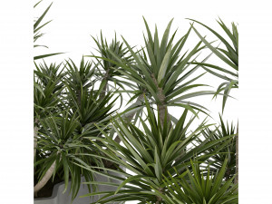 Collection Plant Vol 321 - Blender Model Model 3D