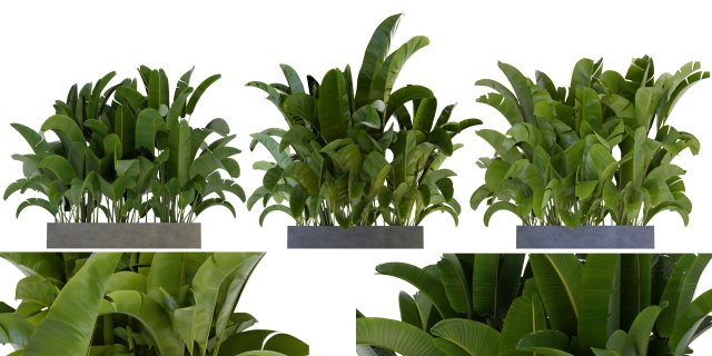Collection Plant Vol 322 - Blender Model 3D Model .c4d .max .obj .3ds .fbx .stl .blend 