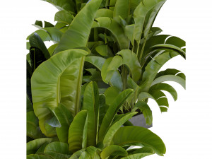 Collection Plant Vol 322 - Blender Model 3D Model