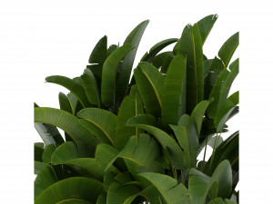 Collection Plant Vol 322 - Blender Model 3D Model