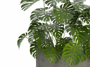 Collection Plant Vol 323 - Blender Model Modello 3D