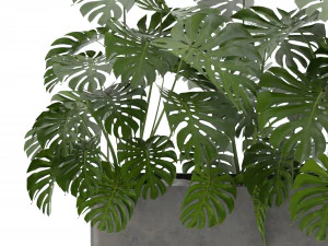 Collection Plant Vol 323 - Blender Model 3D Model