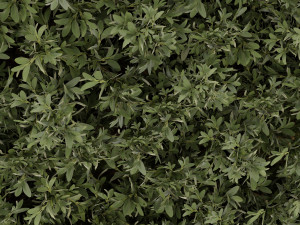 Collection Plant Vol 327 - Blender Model Modelo 3D