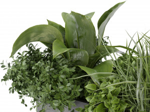 Collection Plant Vol 333 - Blender Model Model 3D