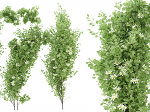 Collection Plant Vol 337 - Blender Model 3D Model