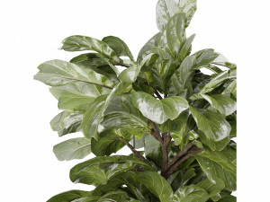 Collection Plant Vol 340 - Blender Model 3D 모델