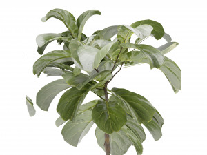 Collection Plant Vol 340 - Blender Model 3D 모델