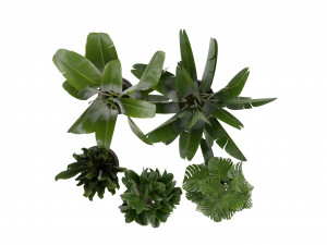 Collection Plant Vol 345 - Blender Model Model 3D