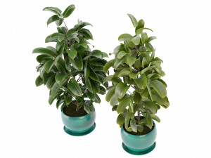 Collection Plant Vol 349 - Blender Model 3D Model