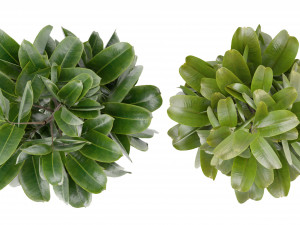 Collection Plant Vol 349 - Blender Model 3D Model