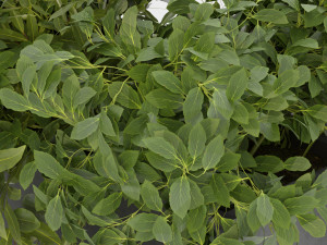 Collection Plant Vol 354 - Blender Model Model 3D