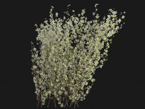 Collection Plant Vol 355 - Blender Model 3Dモデル