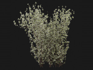 Collection Plant Vol 355 - Blender Model 3Dモデル