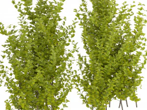 Collection Plant Vol 356 - Blender Model 3D Model