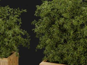 Collection Plant Vol 362 - Blender Model 3D Model