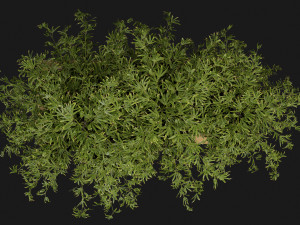 Collection Plant Vol 362 - Blender Model Modelo 3D