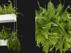 Planta de Cole&ccedil;&atilde;o Vol 363 - Modelo Blender Modelo 3D