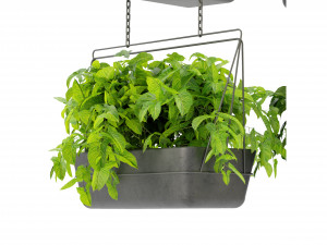 Collection Plant Vol 368 - Blender Model Model 3D