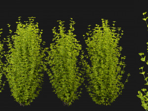 Collection Plant Vol 369 - Blender Model Modello 3D